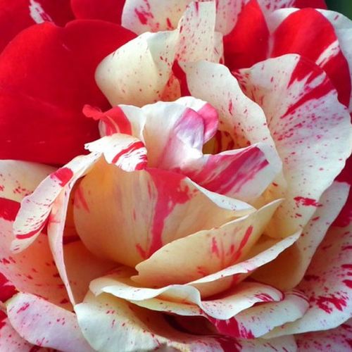 Online rózsa rendelés - Sárga - Vörös - teahibrid rózsa - diszkrét illatú rózsa - Rosa Aina® - Alain Meilland  - Csíkos virágainak alapszíne a sárgától a rózsaszínig változik a külső szirmok felé haladva.